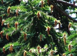 14 araucaria_hunsteinii